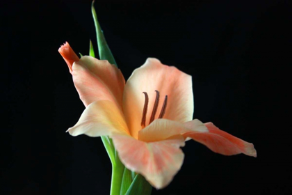 Picture of PEACH LILY