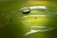 Picture of LEMON LIME DROP II