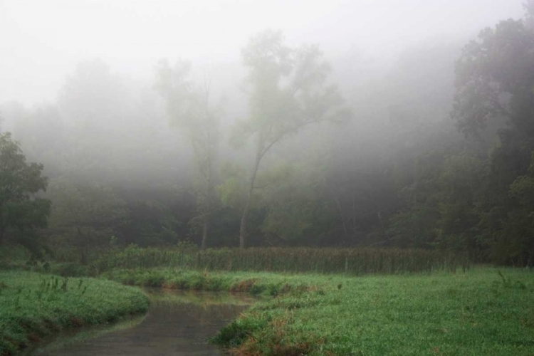 Picture of CREEK IN FOG II