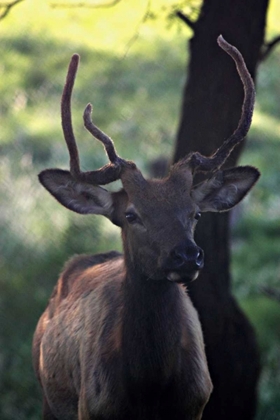 Picture of ELK I