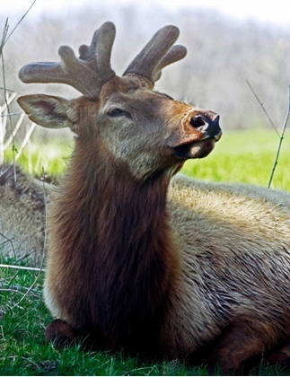 Picture of ELK II