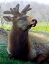 Picture of ELK II