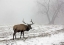 Picture of ELK III