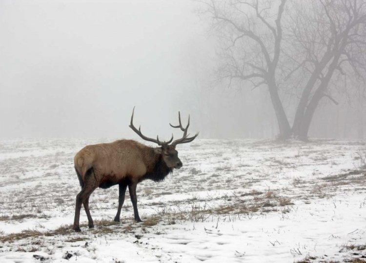 Picture of ELK III