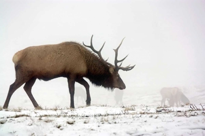 Picture of ELK IV
