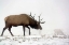 Picture of ELK IV