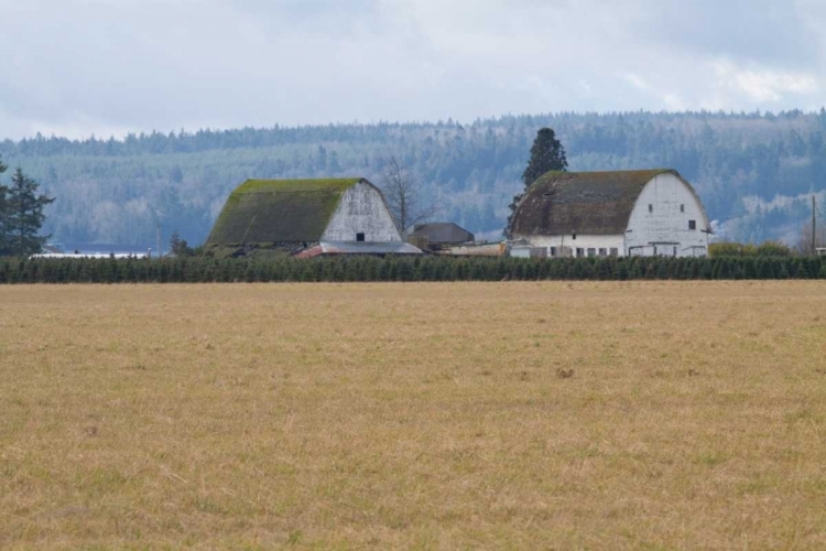 Picture of DUAL BARNS