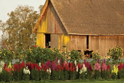Picture of SNAPDRAGONS BARN I