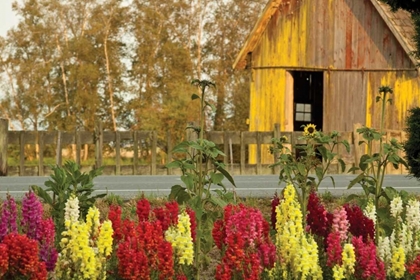 Picture of SNAPDRAGONS BARN II