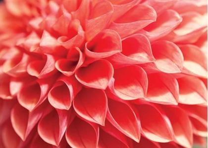 Picture of CORAL FUNNEL DAHLIA