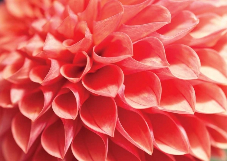 Picture of CORAL FUNNEL DAHLIA