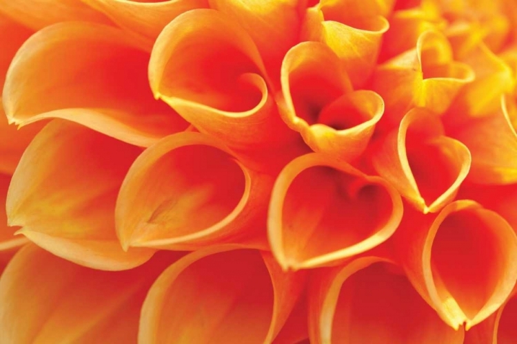 Picture of ORANGE FUNNEL DAHLIA