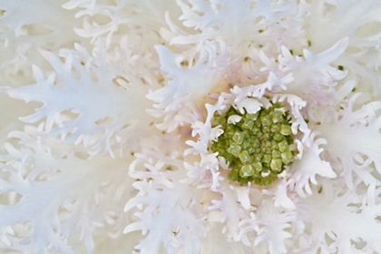 Picture of GREEN ORNAMENTAL II