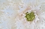 Picture of GREEN ORNAMENTAL II