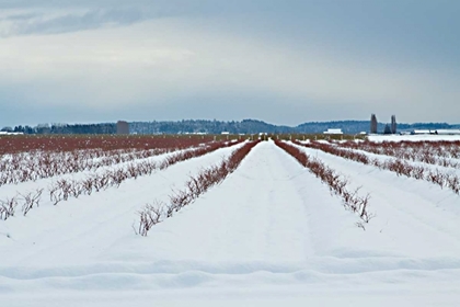 Picture of BERRIES UNDER SNOW I