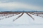 Picture of BERRIES UNDER SNOW I