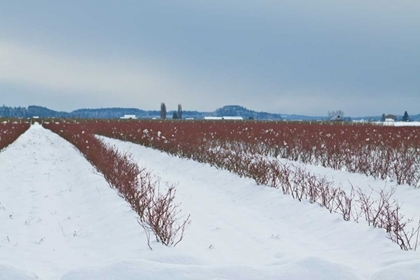 Picture of BERRIES UNDER SNOW II