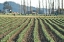 Picture of DAFFODIL HARVEST I