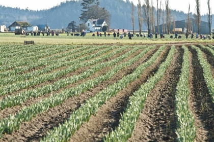 Picture of DAFFODIL HARVEST II