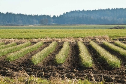 Picture of GOLDEN GREEN ROWS