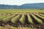 Picture of GOLDEN GREEN ROWS