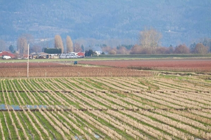 Picture of RED AND GOLD FIELDS I