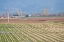 Picture of RED AND GOLD FIELDS I