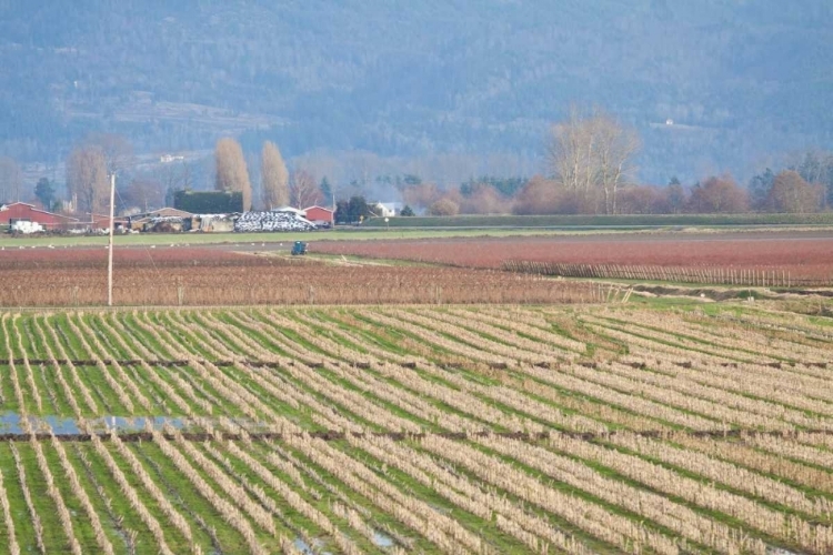 Picture of RED AND GOLD FIELDS I