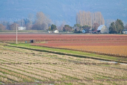 Picture of RED AND GOLD FIELDS II