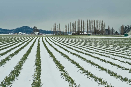 Picture of SNOWY DAFFODILS I