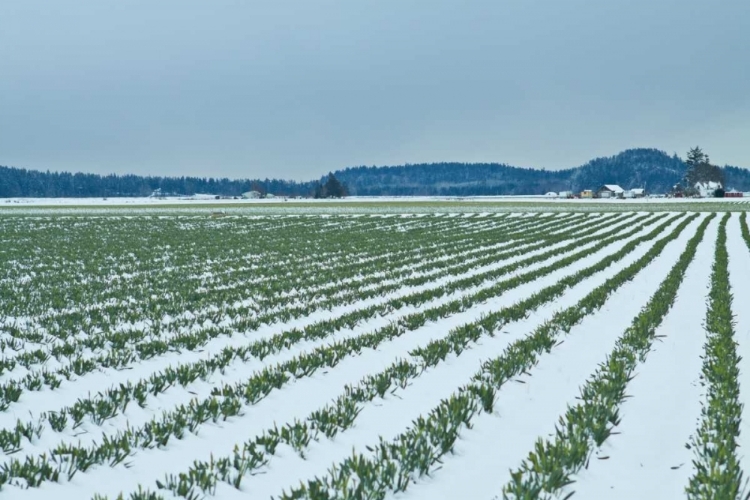 Picture of SNOWY DAFFODILS II