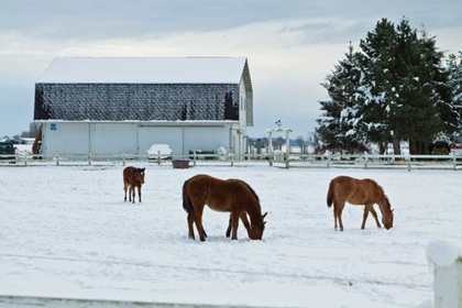 Picture of GRAZING THE SNOW