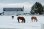 Picture of GRAZING THE SNOW