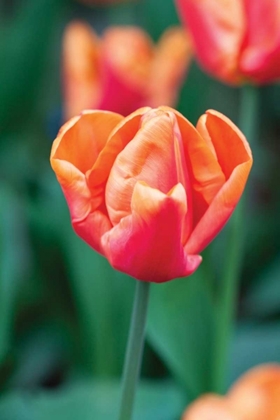 Picture of EMPEROR TULIP I