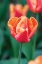 Picture of EMPEROR TULIP I