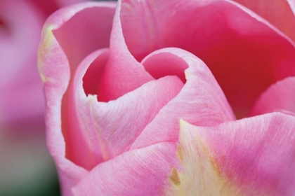 Picture of PINK TULIP I
