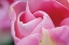 Picture of PINK TULIP I