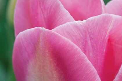 Picture of PINK TULIP II
