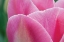 Picture of PINK TULIP II
