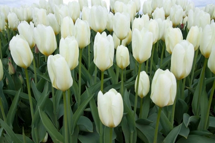 Picture of WHITE TULIPS I
