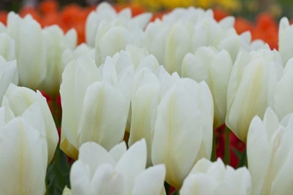 Picture of WHITE TULIPS II