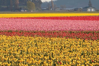 Picture of REDS PINKSAND YELLOWS