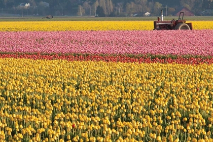 Picture of TRACTOR AND TULIPS I