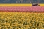 Picture of TRACTOR AND TULIPS I