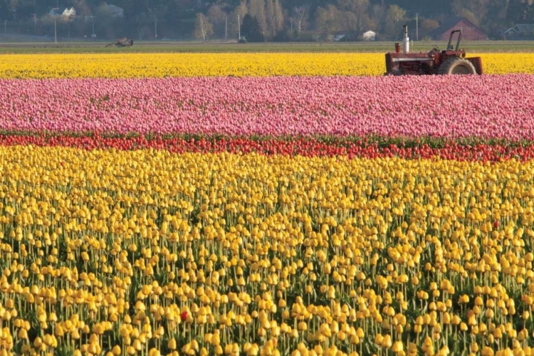 Picture of TRACTOR AND TULIPS I