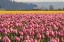 Picture of IN THE PINK
