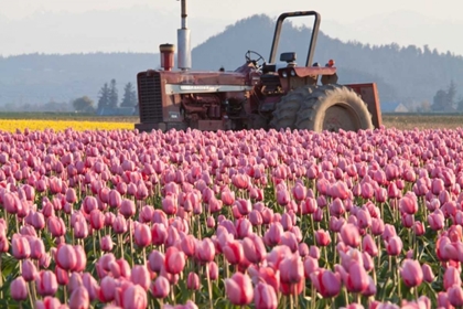 Picture of TRACTOR AND TULIPS II