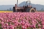 Picture of TRACTOR AND TULIPS II