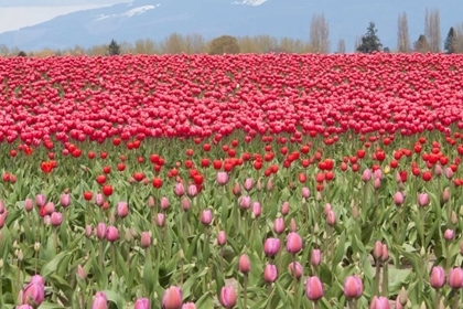 Picture of RED TULIP MOUND I