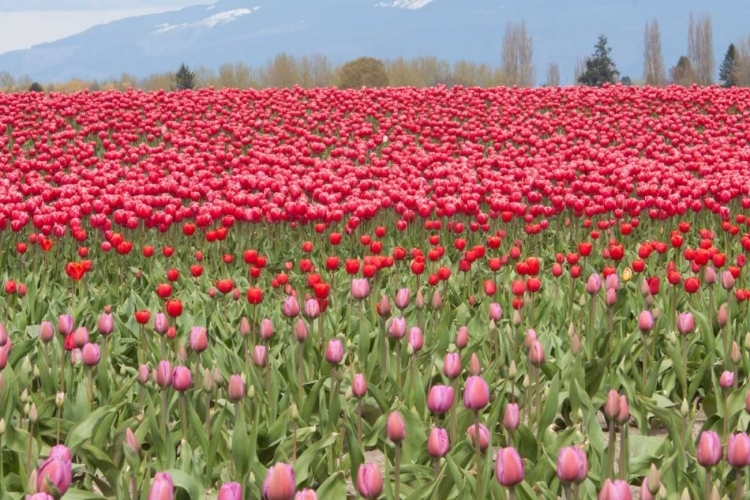 Picture of RED TULIP MOUND I